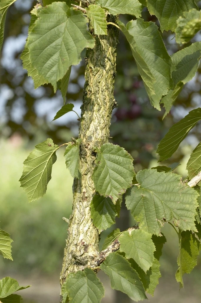 Boomhazelaar (Corylus Colurna) 2 Boomhazelaar (Corylus Colurna) - Afbeelding 2