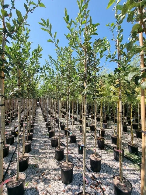 Meidoorn Als Boom (Crataegus Lavallei 'Carrierei') 2 Meidoorn Als Boom (Crataegus Lavallei 'Carrierei') - Afbeelding 2