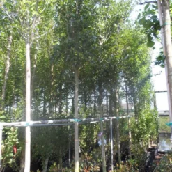 Meidoorn Als Boom (Crataegus Lavallei 'Carrierei') 5 Meidoorn Als Boom (Crataegus Lavallei 'Carrierei') -Groen Ziel Verkoop crataegus lavallei carrierei 14 16ho cont 1