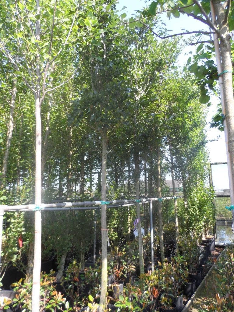 Meidoorn Als Boom (Crataegus Lavallei 'Carrierei') 3 Meidoorn Als Boom (Crataegus Lavallei 'Carrierei') - Afbeelding 3