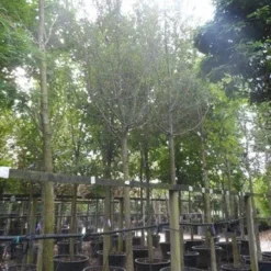 Rode Meidoorn (Crataegus Laevigata 'Paul's Scarlet') -Groen Ziel Verkoop crataegus media paul s scarlet 25 30ho c350 1 2