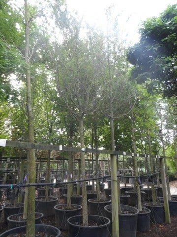 Rode Meidoorn (Crataegus Laevigata 'Paul's Scarlet') 7 Rode Meidoorn (Crataegus Laevigata 'Paul's Scarlet') - Afbeelding 7