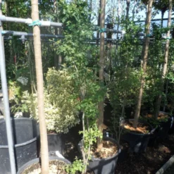 Meidoorn Als Boom (Crataegus Monogyna 'Stricta') -Groen Ziel Verkoop crataegus monogyna 125 150 175 c7 2