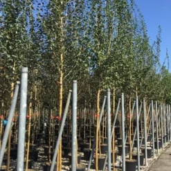 Rode Meidoorn (Crataegus Laevigata 'Paul's Scarlet') -Groen Ziel Verkoop crataegus paul scarlet 1