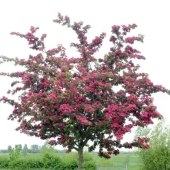 Groen Ziel Verkoop 11 Rode Meidoorn (Crataegus Laevigata 'Paul's Scarlet')