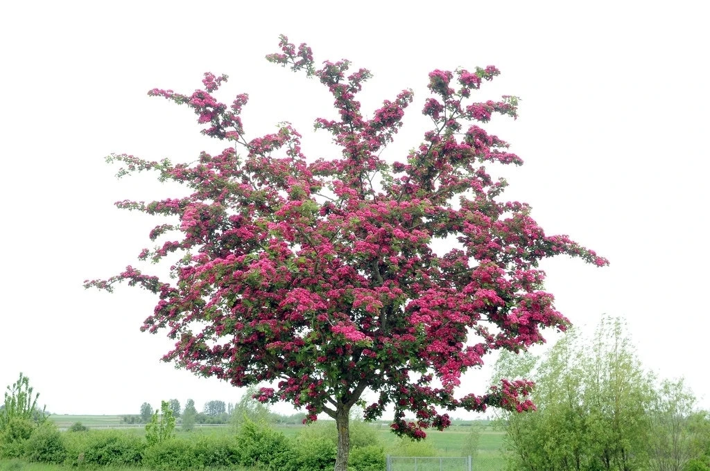 Rode Meidoorn (Crataegus Laevigata 'Paul's Scarlet') 1 Rode Meidoorn (Crataegus Laevigata 'Paul's Scarlet')