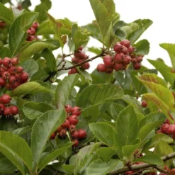 Meidoorn Als Boom (Crataegus Persimilis 'Splendens')