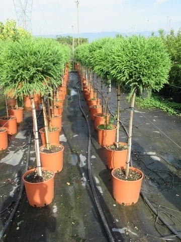 Sikkelden Op Stam (Cryptomeria Japonica 'Globosa Nana') 5 Sikkelden Op Stam (Cryptomeria Japonica 'Globosa Nana') - Afbeelding 5