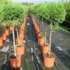 Sikkelden Op Stam (Cryptomeria Japonica 'Globosa Nana') 9 Sikkelden Op Stam (Cryptomeria Japonica 'Globosa Nana') -Groen Ziel Verkoop cryptomeria japonica globosa nana 100 cm stam