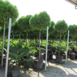 Sikkelden Op Stam (Cryptomeria Japonica 'Globosa Nana') 8 Sikkelden Op Stam (Cryptomeria Japonica 'Globosa Nana') -Groen Ziel Verkoop cryptomeria japonica globosa nana 2 1