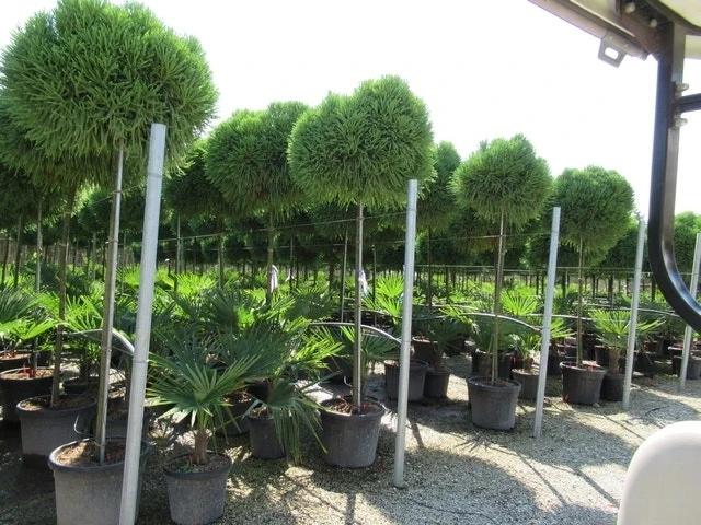 Sikkelden Op Stam (Cryptomeria Japonica 'Globosa Nana') 4 Sikkelden Op Stam (Cryptomeria Japonica 'Globosa Nana') - Afbeelding 4