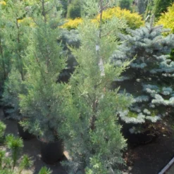 Cipres (Cupressus Arizonica 'Glauca') -Groen Ziel Verkoop cupressus arizonica glauca 100 125 1