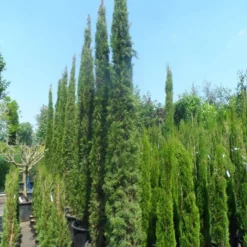 Italiaanse Cypres (Cupressus Sempervirens 'Stricta') -Groen Ziel Verkoop cupressus sempervirens stricta 250 300 c70
