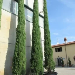 Italiaanse Cypres (Cupressus Sempervirens 'Stricta') -Groen Ziel Verkoop cupressus sempervirens stricta 2