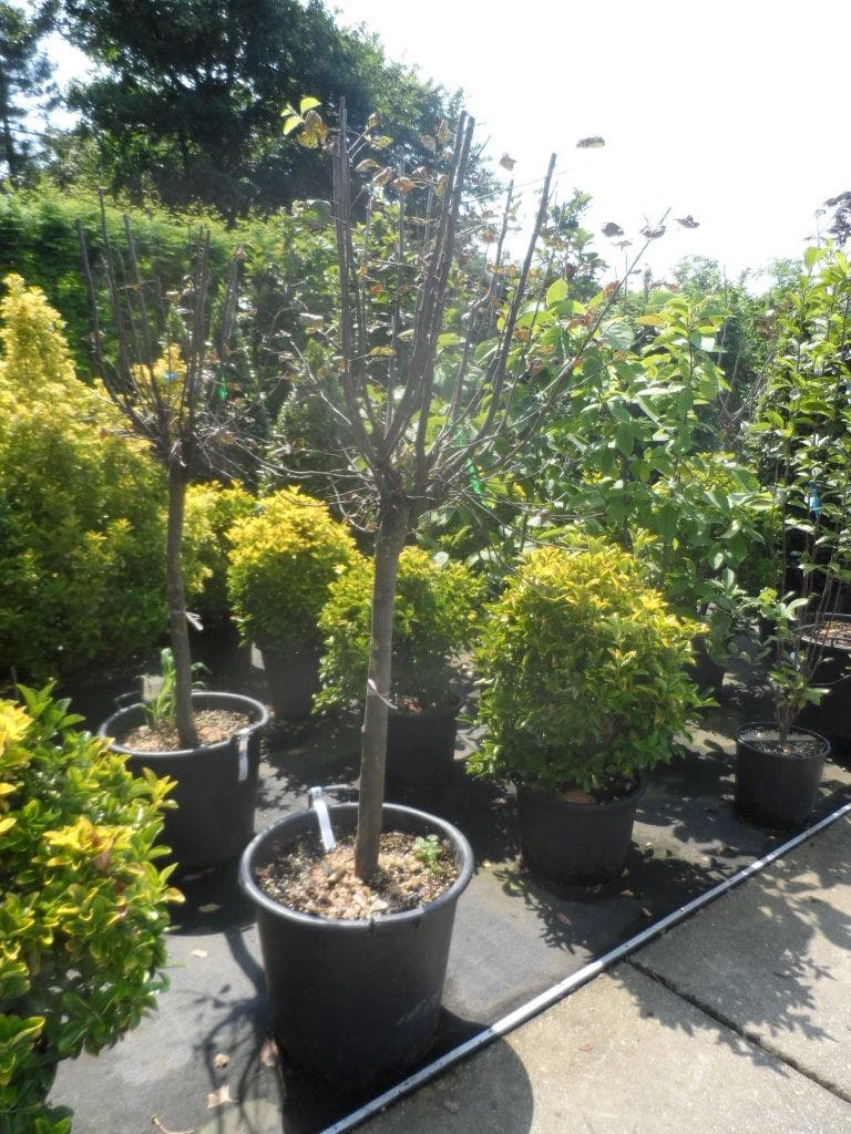 Kweepeer (Cydonia Oblonga) 6 Kweepeer (Cydonia Oblonga) - Afbeelding 6