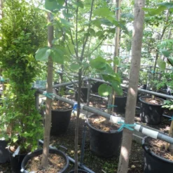 Kweepeer (Cydonia Oblonga) 10 Kweepeer (Cydonia Oblonga) -Groen Ziel Verkoop cydonia oblonga halfstam 5 6 8 c10