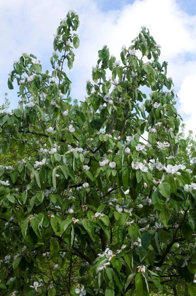 Kweepeer Als Halfstam (Cydonia Oblonga 'Vranja') 1 Kweepeer Als Halfstam (Cydonia Oblonga 'Vranja')