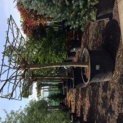 Dakmoerbei (Morus Alba 'Macrophylla') 28 Dakmoerbei (Morus Alba 'Macrophylla') -Groen Ziel Verkoop dakmoerbei 4045 1 1