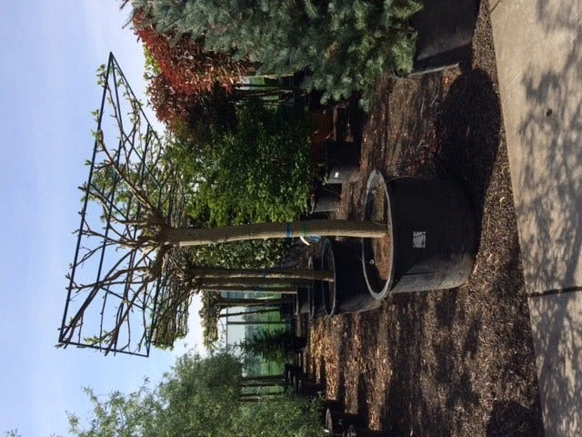 Dakmoerbei (Morus Alba 'Macrophylla') 14 Dakmoerbei (Morus Alba 'Macrophylla') - Afbeelding 14