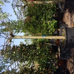 Dakmoerbei (Morus Alba 'Macrophylla') 29 Dakmoerbei (Morus Alba 'Macrophylla') -Groen Ziel Verkoop dakmoerbei 4045 2 1