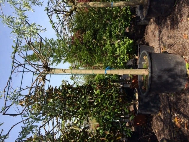 Dakmoerbei (Morus Alba 'Macrophylla') 15 Dakmoerbei (Morus Alba 'Macrophylla') - Afbeelding 15