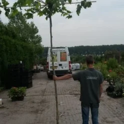 Dakplataan (Platanus Hispanica ) 22 Dakplataan (Platanus Hispanica ) -Groen Ziel Verkoop dakplataan 1 1