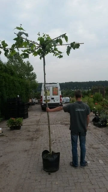 Dakplataan (Platanus Hispanica ) 9 Dakplataan (Platanus Hispanica ) - Afbeelding 9