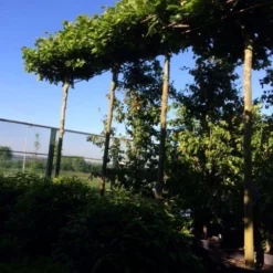 Dakplataan (Platanus Hispanica ) 18 Dakplataan (Platanus Hispanica ) -Groen Ziel Verkoop dakplataan 25 30 35 op 280 300stam 1 1