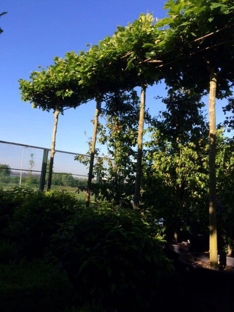 Dakplataan (Platanus Hispanica ) 5 Dakplataan (Platanus Hispanica ) - Afbeelding 5