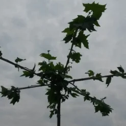 Dakplataan (Platanus Hispanica ) 21 Dakplataan (Platanus Hispanica ) -Groen Ziel Verkoop dakplataan 2 1