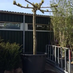 Dakplataan (Platanus Hispanica ) 23 Dakplataan (Platanus Hispanica ) -Groen Ziel Verkoop dakplataan 4045cm 1 3