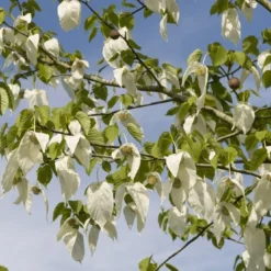 Zakdoekjesboom Als Struik (Davidia Involucrata)