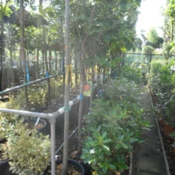 Kaki (Diospyros Kaki) -Groen Ziel Verkoop diospyros kaki halfstam 12 14