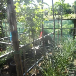 Kaki (Diospyros Kaki) -Groen Ziel Verkoop diospyros kaki halfstam 5 6 8 c10