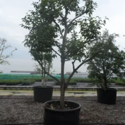 Kaki (Diospyros Kaki) -Groen Ziel Verkoop diospyros kaki muscat solitair