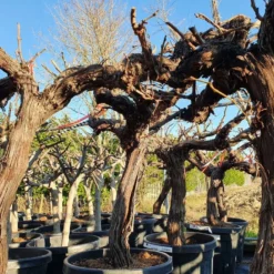 Druif, Op Stam (Vitis Vinifera) -Groen Ziel Verkoop druifopstamvitisvinifera01 2