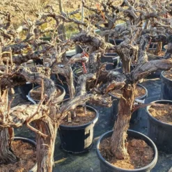 Druif, Op Stam (Vitis Vinifera) -Groen Ziel Verkoop druifopstamvitisvinifera02 1