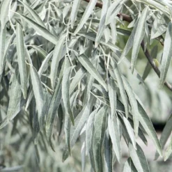 Smalbladige Olijfwilg Als Boom (Elaeagnus Angustifolia) 5 Smalbladige Olijfwilg Als Boom (Elaeagnus Angustifolia) -Groen Ziel Verkoop elaeagnus angustifolia