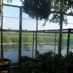 Olijfwilg Als Boom (Elaeagnus Ebbingei) -Groen Ziel Verkoop elaeagnus ebbingei 12 14ho cont