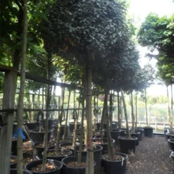 Olijfwilg Op Stam (Elaeagnus Ebbingei) -Groen Ziel Verkoop elaeagnus ebbingei 14 16 18ho c130