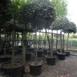 Olijfwilg Als Boom (Elaeagnus Ebbingei) -Groen Ziel Verkoop elaeagnus ebbingei 14 16 18ho c130 2