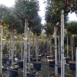 Olijfwilg Als Boom (Elaeagnus Ebbingei) -Groen Ziel Verkoop elaeagnus ebbingei 8 10