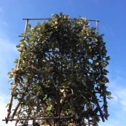 Olijfwilg Als Leiboom (Elaeagnus Ebbingei) -Groen Ziel Verkoop elaeagnus ebbingei leivorm 8 10cm 3