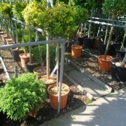 Kardinaalshoed Op Stam (Euonymus Japonicus 'Aureus') -Groen Ziel Verkoop euonymus japonicus aureus 80stam c20 1