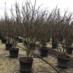 Meerstammige Kardinaalshoed (Euonymus Alatus) -Groen Ziel Verkoop euonymusalatusmeerstam