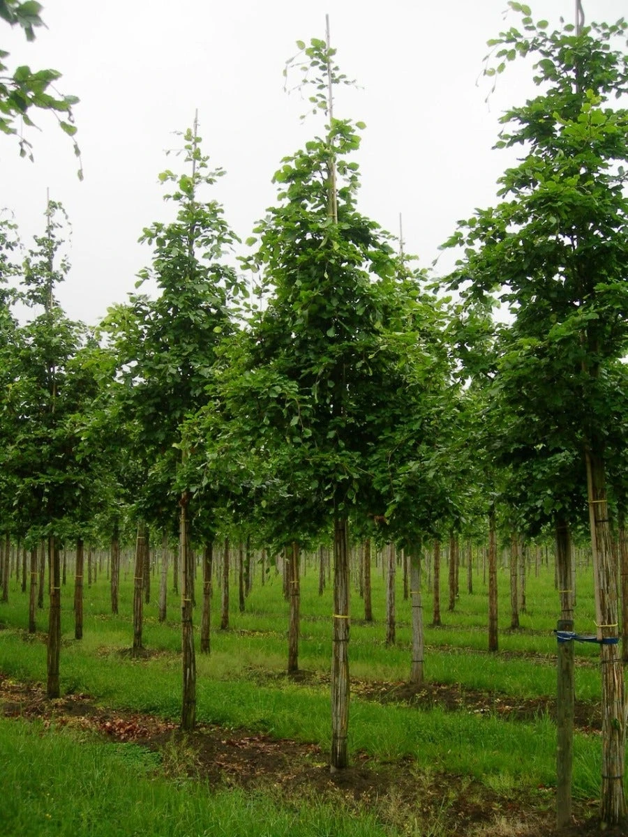 Grote Beuk (Fagus Sylvatica) 2 Grote Beuk (Fagus Sylvatica) - Afbeelding 2