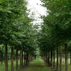 Grote Beuk (Fagus Sylvatica) 7 Grote Beuk (Fagus Sylvatica) -Groen Ziel Verkoop fagus sylvatica s 25 30