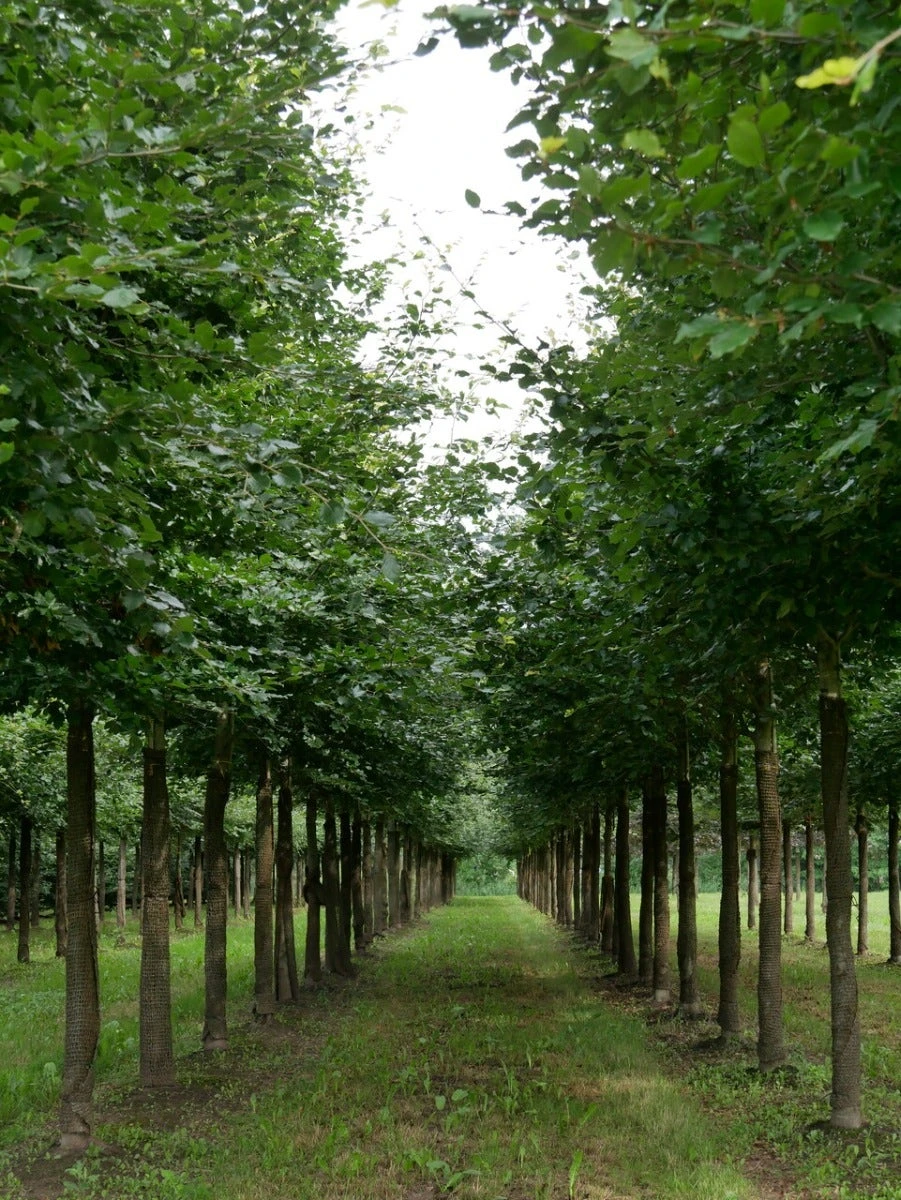Grote Beuk (Fagus Sylvatica) 3 Grote Beuk (Fagus Sylvatica) - Afbeelding 3