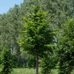 Grote Beuk (Fagus Sylvatica) 9 Grote Beuk (Fagus Sylvatica) -Groen Ziel Verkoop fagus sylvatica s 35 40