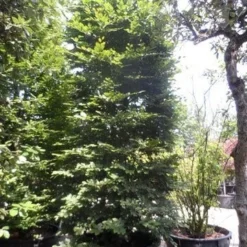 Beukenboom (Fagus Sylvatica) 18 Beukenboom (Fagus Sylvatica) -Groen Ziel Verkoop fagus sylvatica 300 350 c500 zuil